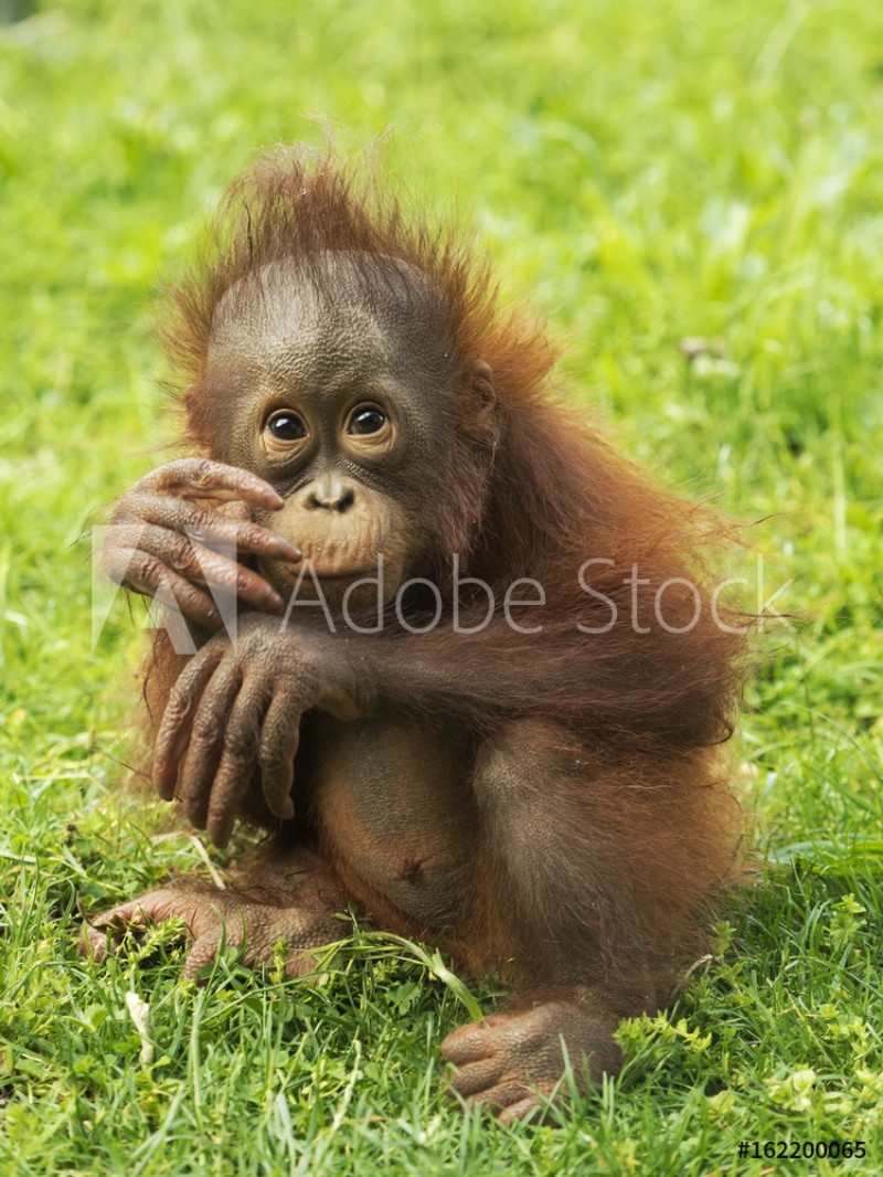 Afbeeldingen van Orangutan puppy
